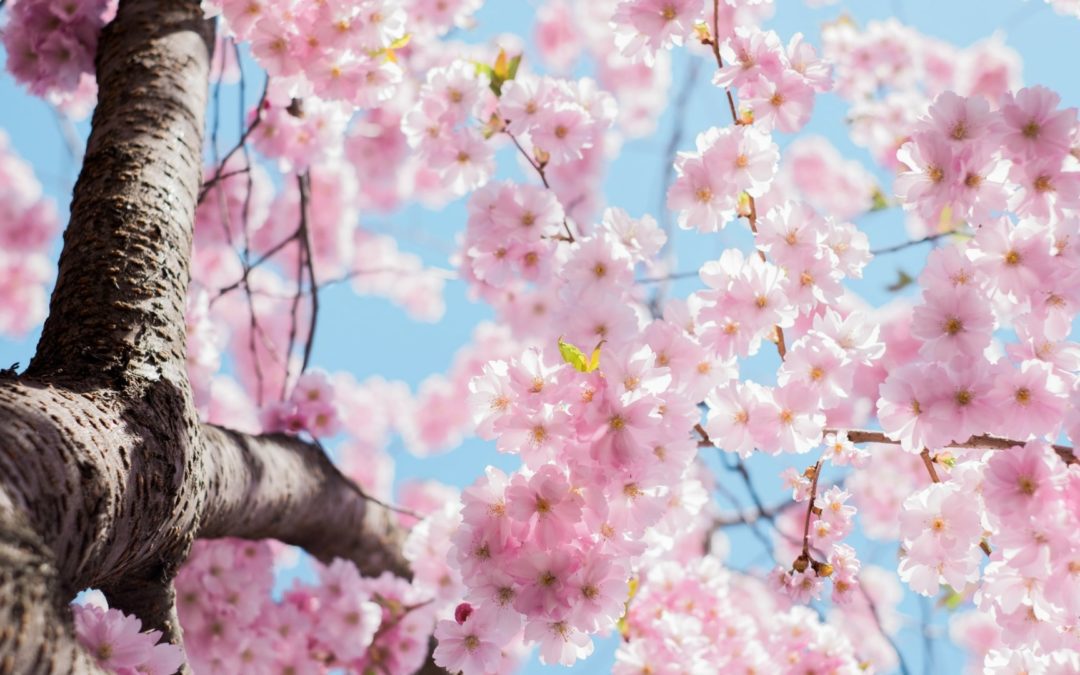 Mindfulness: hjälp att ta ett större ansvar för ditt liv